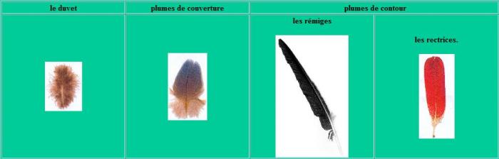 Types de plumes